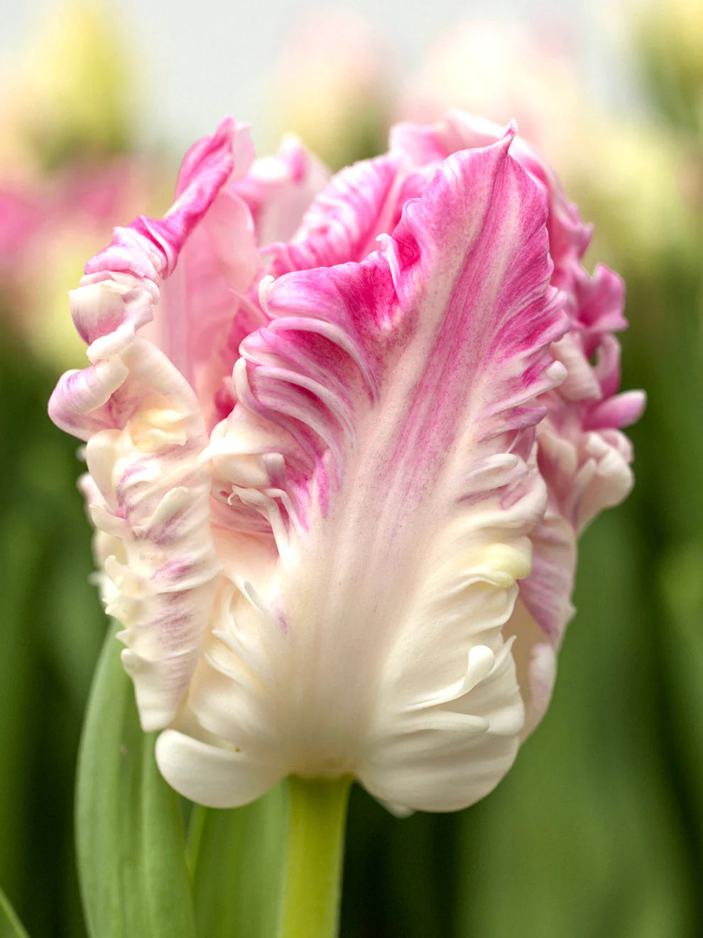 Tulip Cabanna