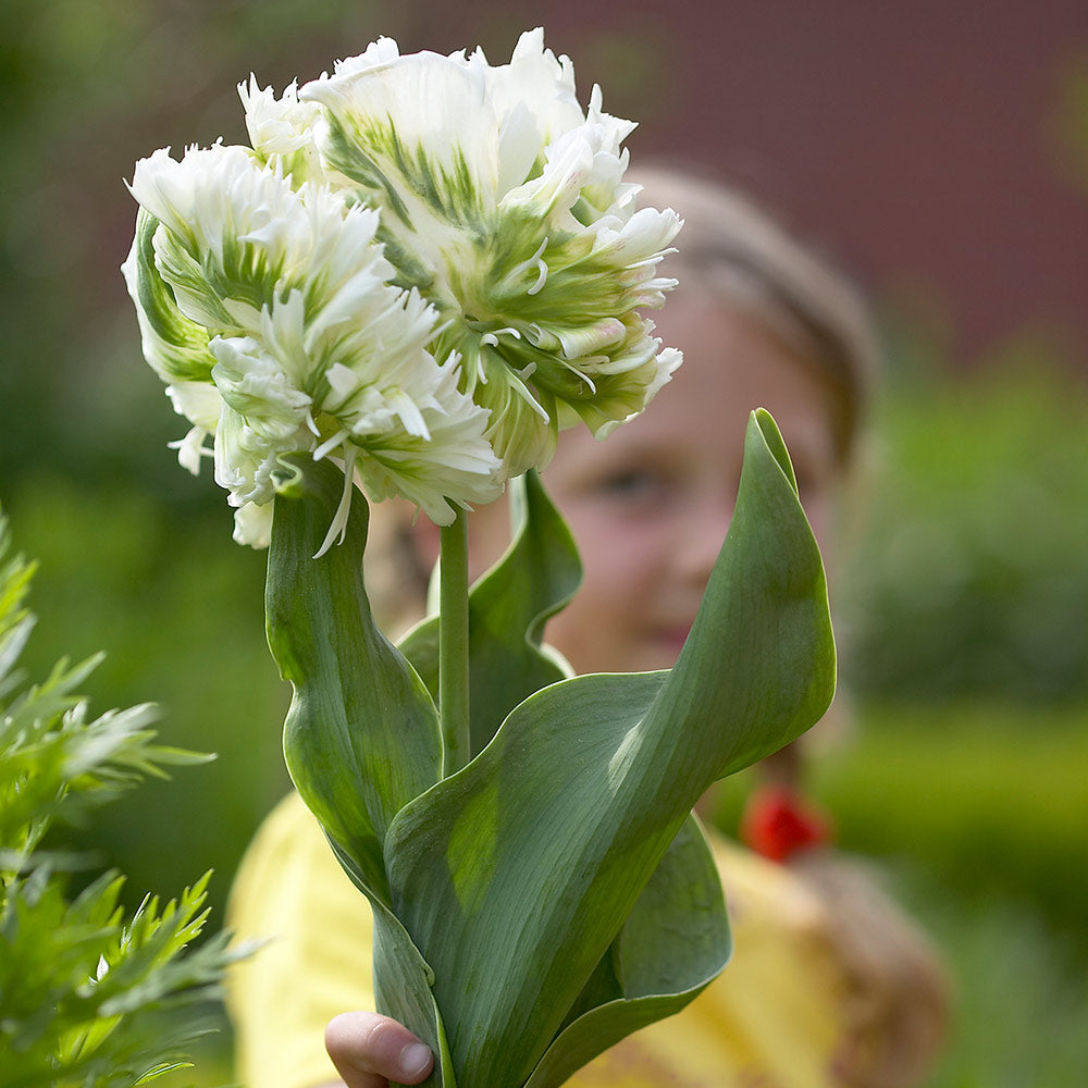 Tulip Super Parrot