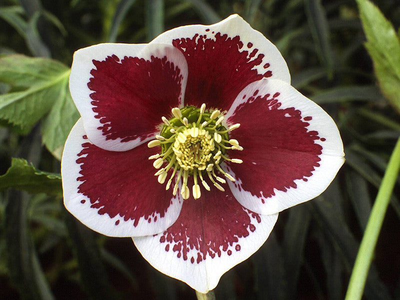 Hellebore orientalis - HELLEBORUS 'Single White Blotched' (White Lady Spotted)