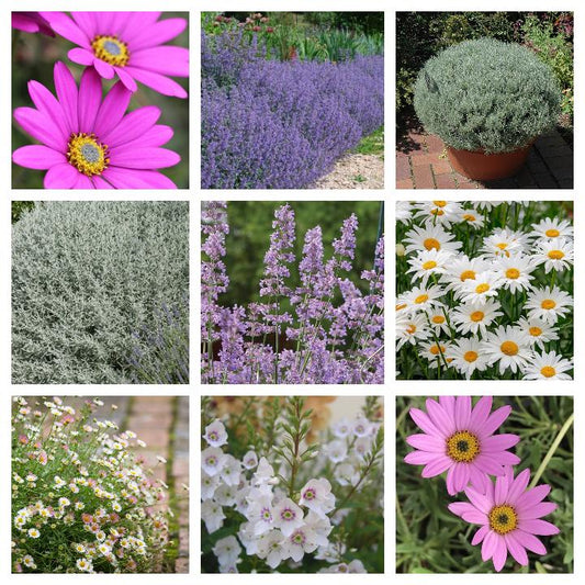 12 Hardy Perennial/Biennial Medium Plug Plants Collection - Ready to Pot UP/Plant Out