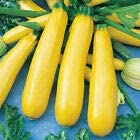 3 x Courgette F1 Plug Plants Yellow