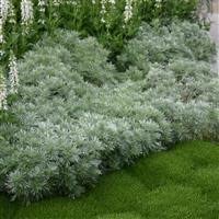 Artemisia schmidtiana 'Nana Attraction' Silver Mound Cottage Garden Perennial