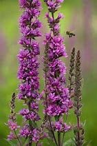 LYTHRUM virgatum Rosy Garden Ready 9cm Pot