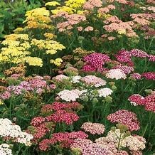 Achillea Yarrow collection