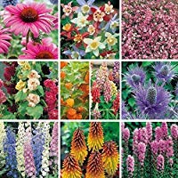 Hardy Perennial/Biennial Medium Plug Plants Collection 24 Plug Plants - Ready to Pot UP/Plant Out