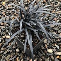 Ophiopogon planiscapus Nigrescens (Black Grass)