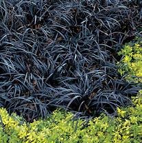 Ophiopogon planiscapus Nigrescens (Black Grass) Ophiopogon planiscapus Nigrescens Supplied in 9cm Pot
