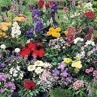 Horticultural Pack X24 'Mixed Varieties' Garden Perennial Plug Plants Starter Value Pack