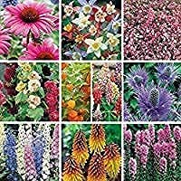 12 Jumbo Hardy Garden Plug Plant Perennial, herbaceous Cottage Garden