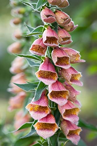 6 X Large Healthy Foxglove"Polka DOT Polly" Plug Plants