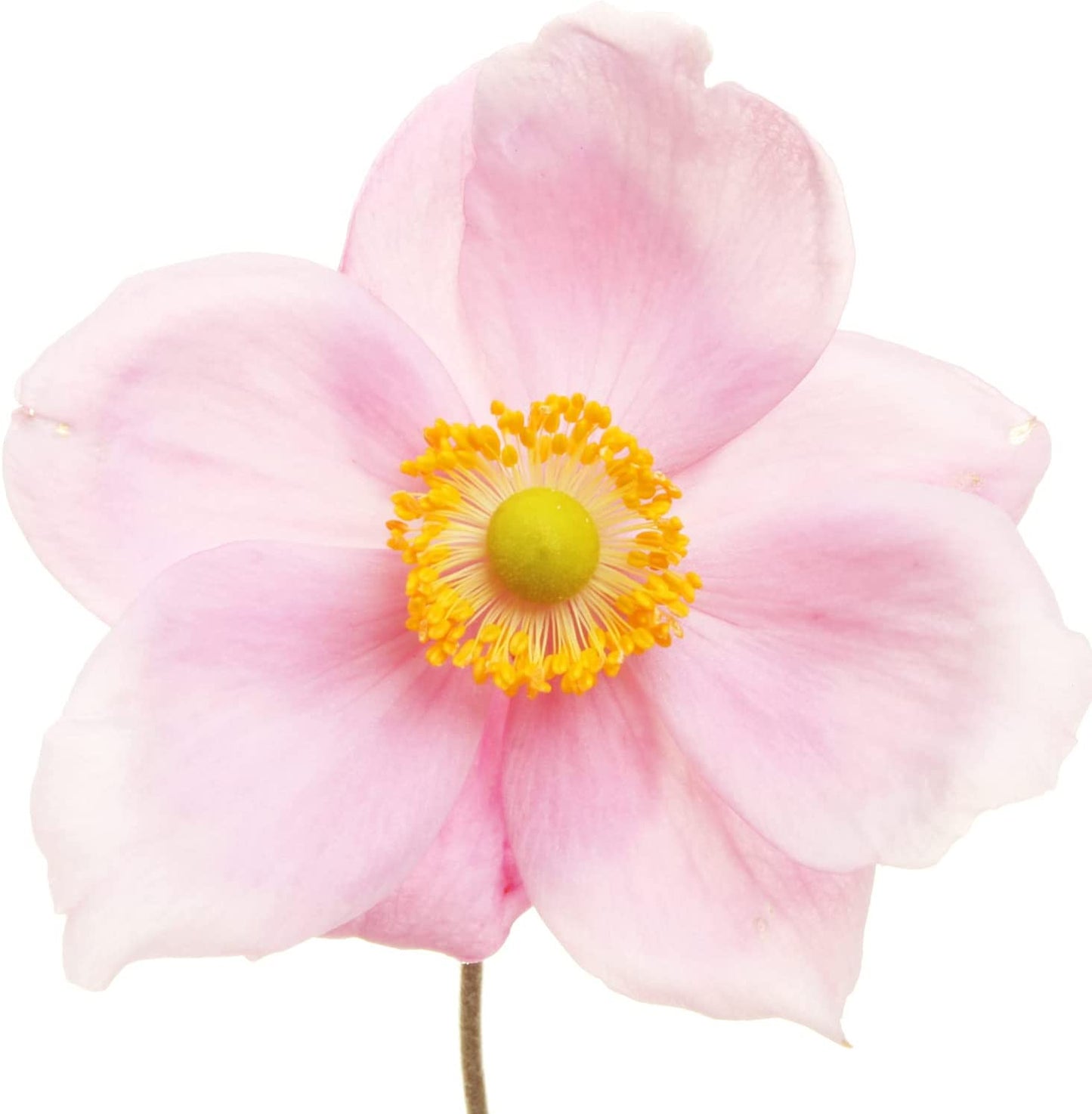 Anemone 'September Charm'| Japanese Anemone Plant|Fully Hardy Perennial | Pink Flowers|