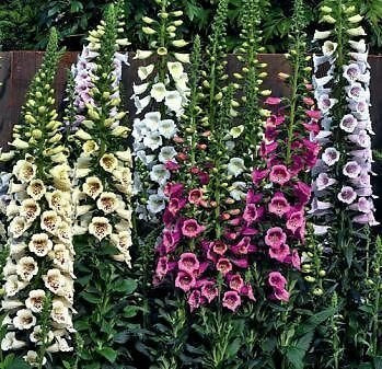 Pack X6 Foxglove Digitalis 'Camelot Mixed F1' Bi-Annual Plug Plants