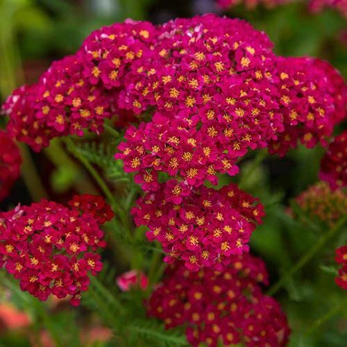 Cottage Garden Perennials Plug Plant mix