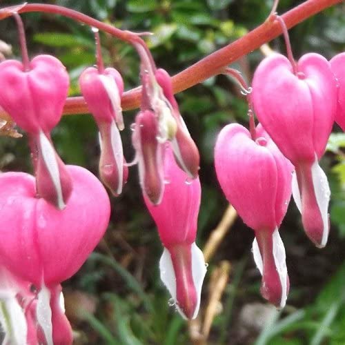 Dicentra spectabilis (Bleeding Heart)