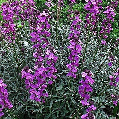 12 Jumbo Hardy Garden Plug Plant Perennial, herbaceous Cottage Garden