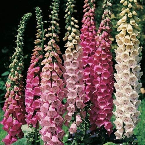 Pack x6 Foxglove Digitalis 'Excelsior Mixed' Bi-Annual Cottage Garden Plug Plants