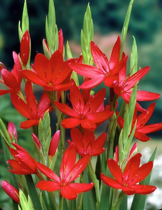 Schizostylis coccinea