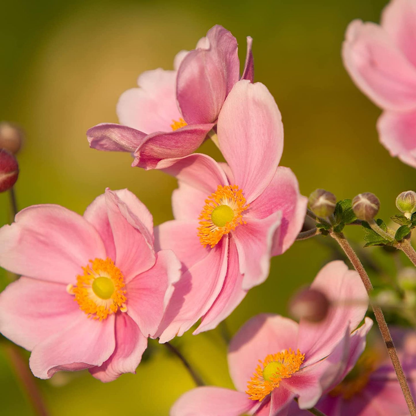 Anemone 'September Charm'| Japanese Anemone Plant|Fully Hardy Perennial | Pink Flowers|