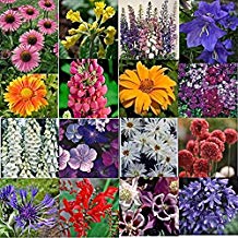 12 Mixed Winter Hardy Perennial Plants in 9cm Pots