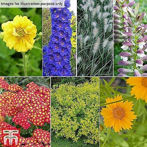 12 Jumbo Hardy Garden Plug Plant Perennial, herbaceous Cottage Garden