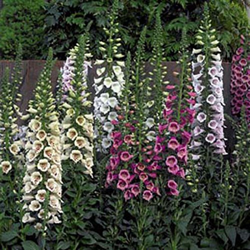 Foxglove Digitalis 'Castor Mixed F1' Supersize XXL Garden Plug Plants Pack x3