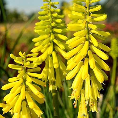 Kniphofia 'Lemon Popsicle' (P)  - comm. Torch Lily or Red Hot Poker