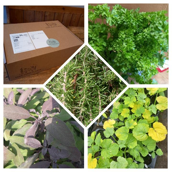 Grow Your own kit, ediable Gardening kit. Seasonal Selection of Plants not Seeds. park farm plants