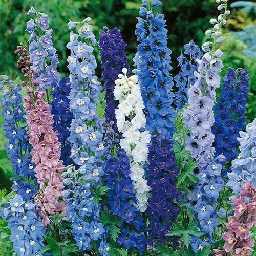 Cottage Garden Perennials Plug Plant mix