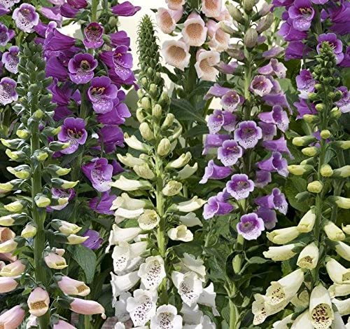 Pack x6 Foxglove Dalmation Mixed Digitalis Plug Plants Bi-Annual