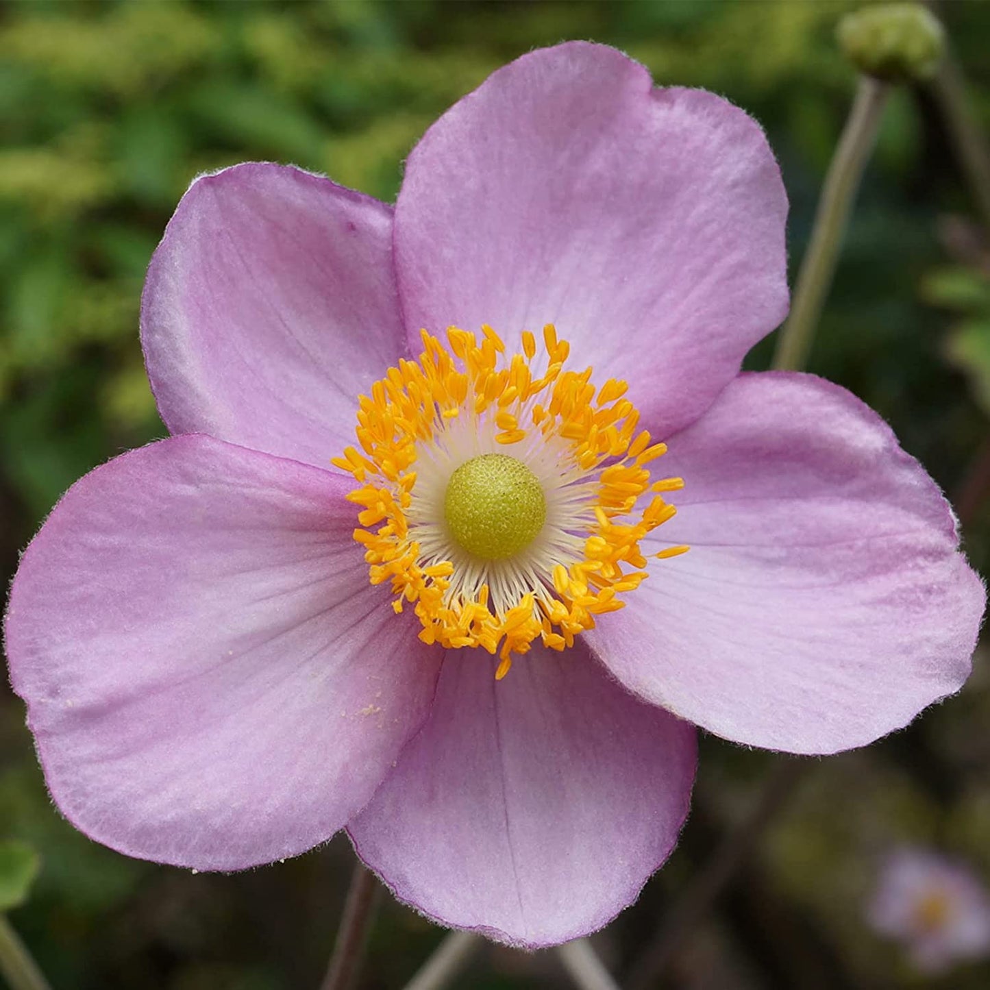 Anemone 'September Charm'| Japanese Anemone Plant|Fully Hardy Perennial | Pink Flowers|