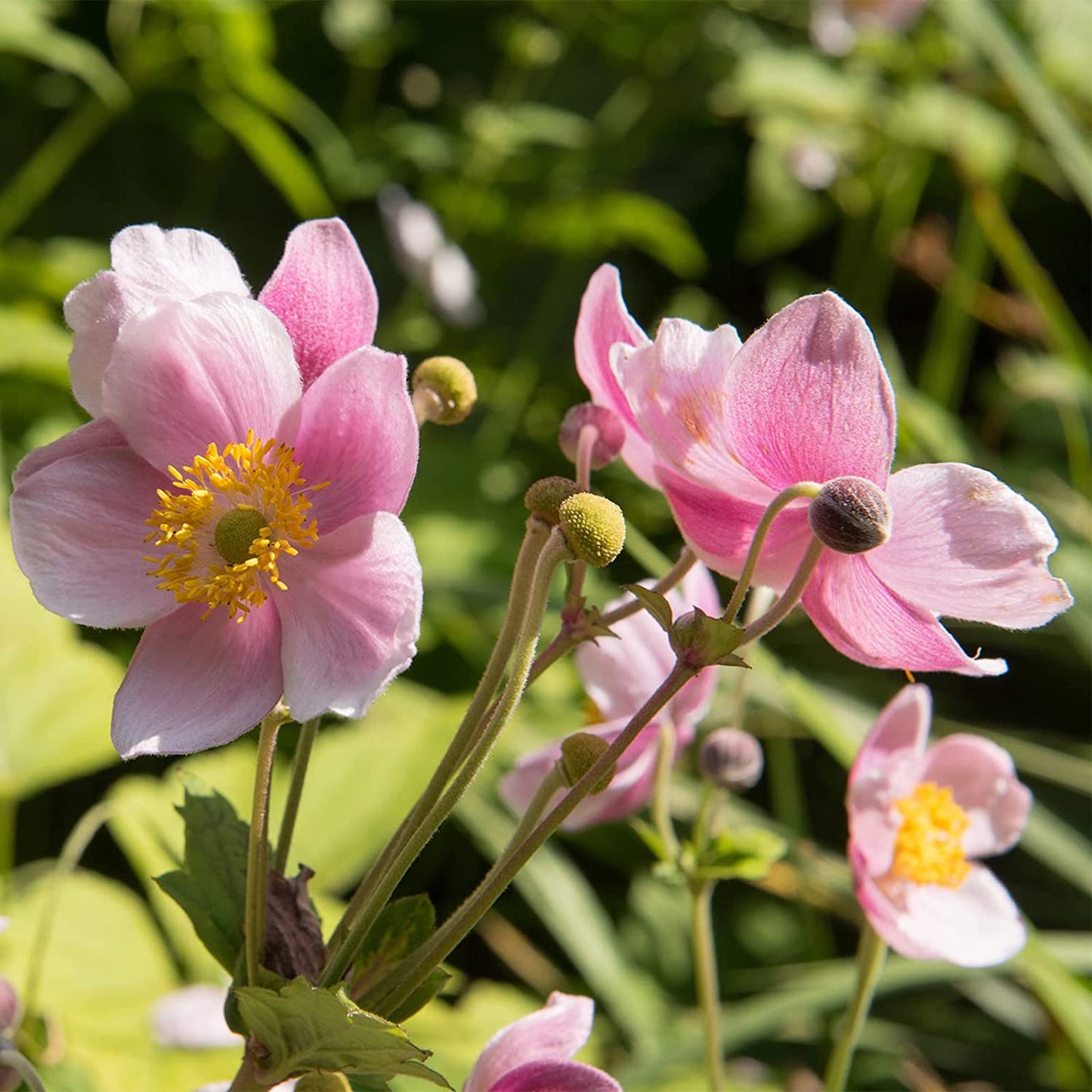 Anemone 'September Charm'| Japanese Anemone Plant|Fully Hardy Perennial | Pink Flowers|