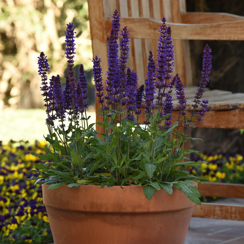 30 x Perennial Collection Garden Plant Hardy Perennial Flowering Garden Plants Easy to Grow Your Own Plug Plants