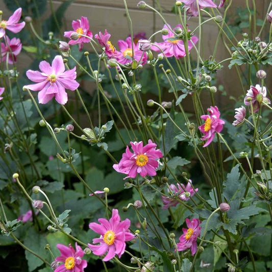 Anemone hupehensis VAR. Japonica Prinz Heinrich