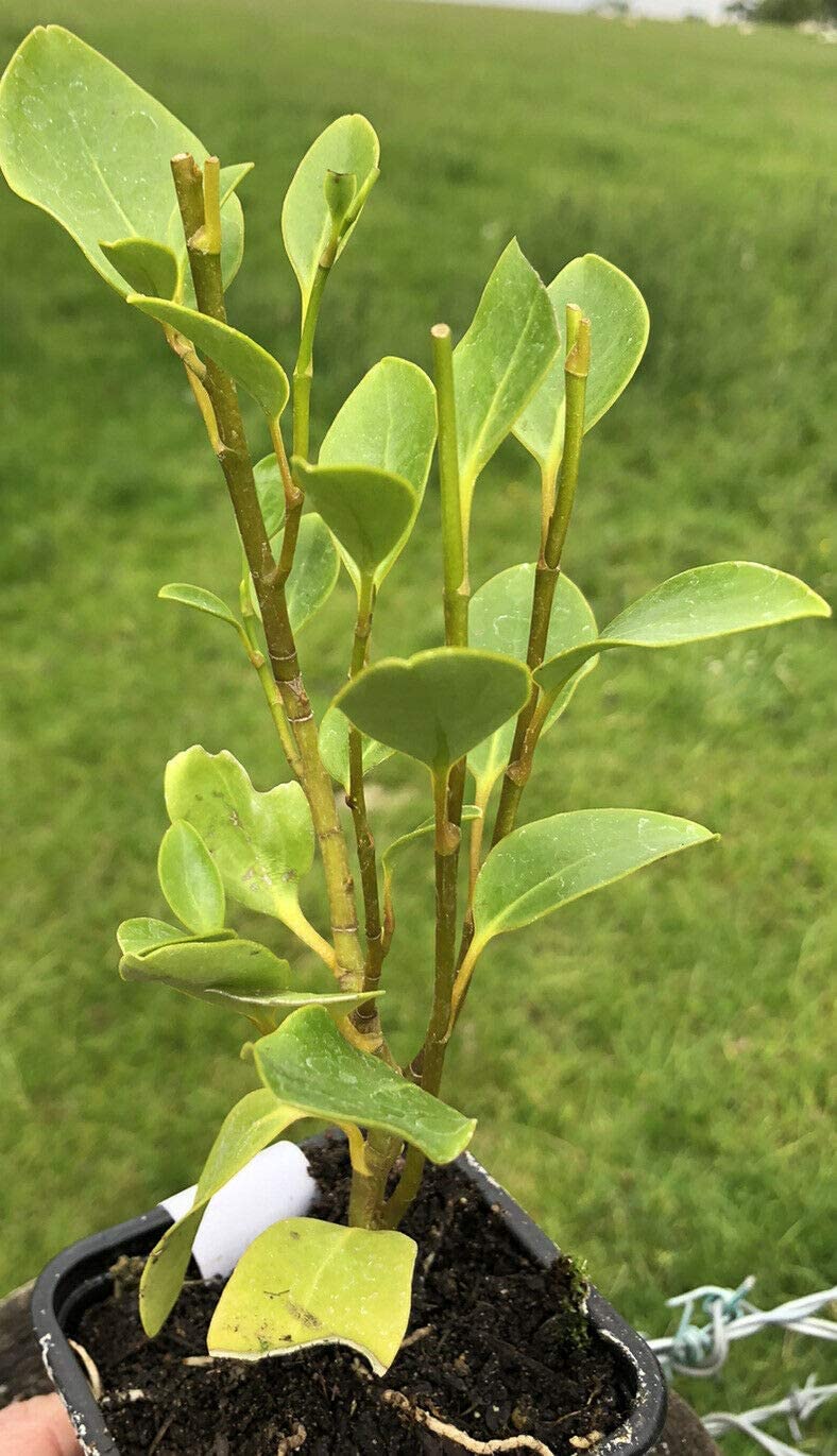 Griselinia littoralis (New Zealand Broadleaf)