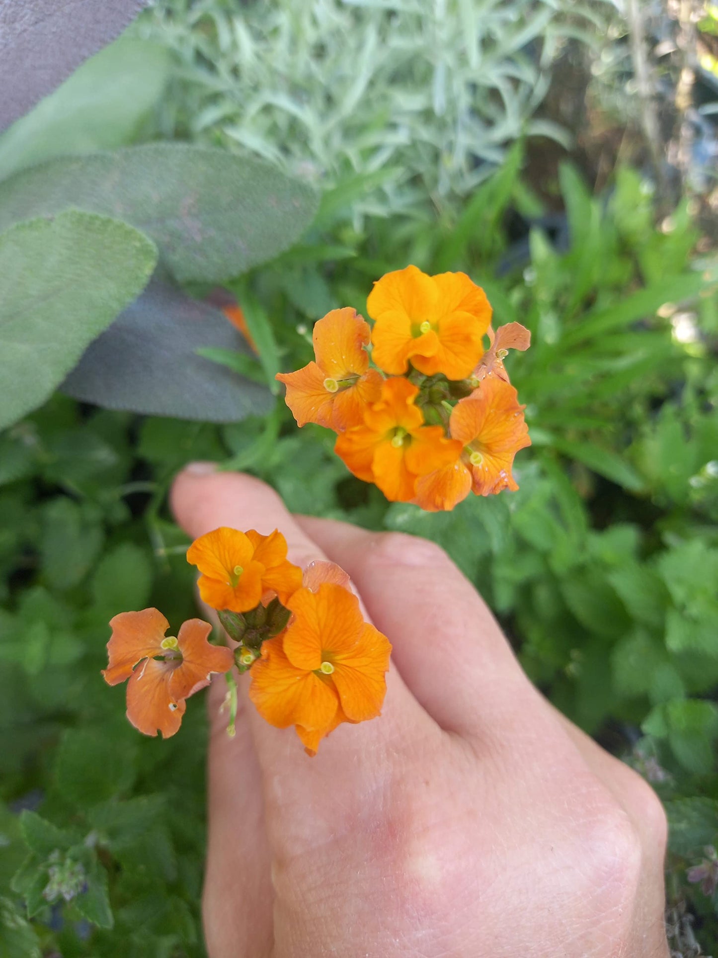 12 x Mixed Varieties Hardy Garden Plant Collection 9cm pots