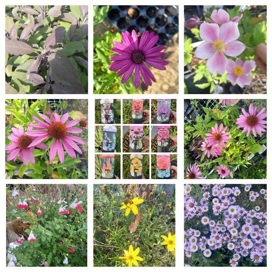 Hardy Cottage Garden Plants Perennial Collection Garden Ready Easy to Grow Selection of Our Choice Reliable Winter Hardy Plants