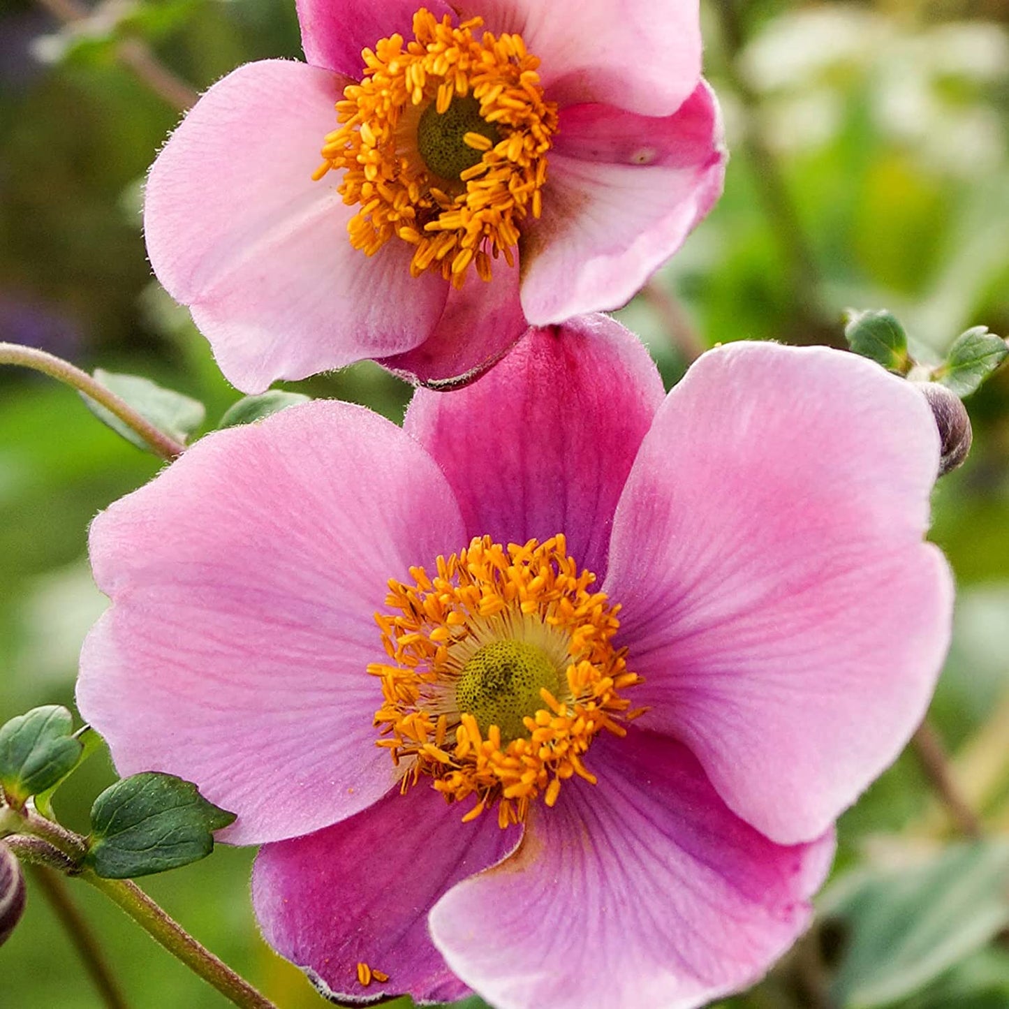 Anemone 'September Charm'| Japanese Anemone Plant|Fully Hardy Perennial | Pink Flowers|