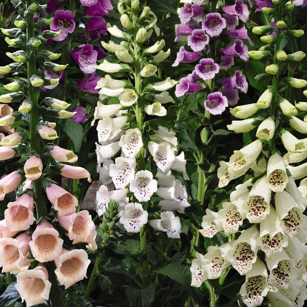 Perennial Collection 9cm Garden Plant Hardy Perennial Flowering Garden Plants Easy to Grow Your Own 6X 9cm Potted Plant