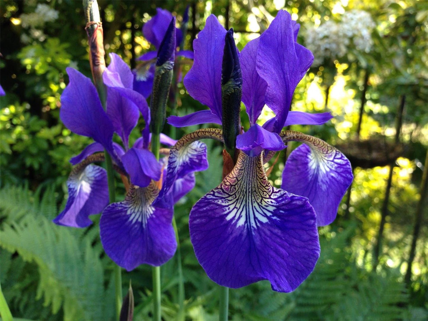 Iris sibirica - Siberian Iris, Plant in 9 cm Pots