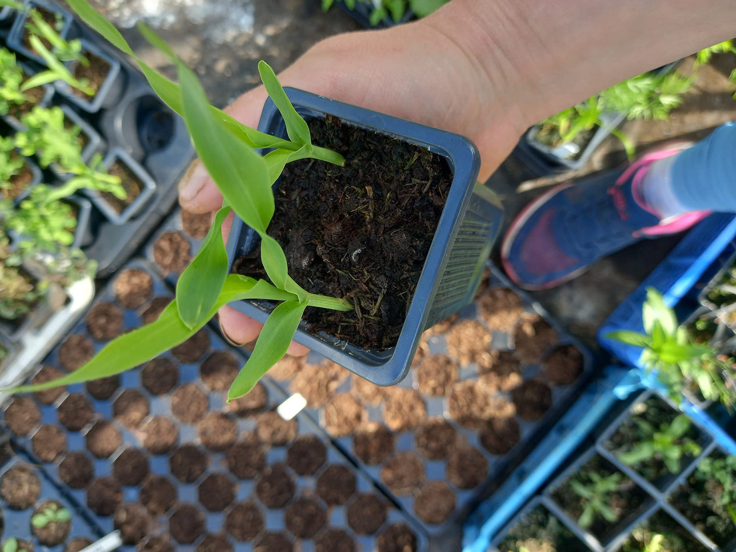 Grow Your own kit, ediable Gardening kit. Seasonal Selection of Plants not Seeds. park farm plants