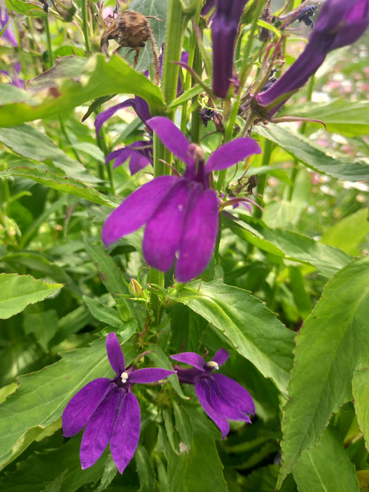 Lobelia Speciosa Starship Blue