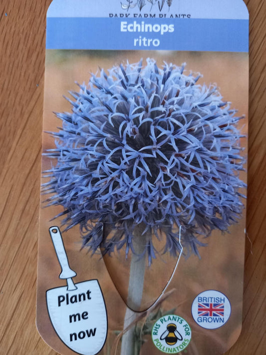 Echinops ritro  (Globe Thistle)