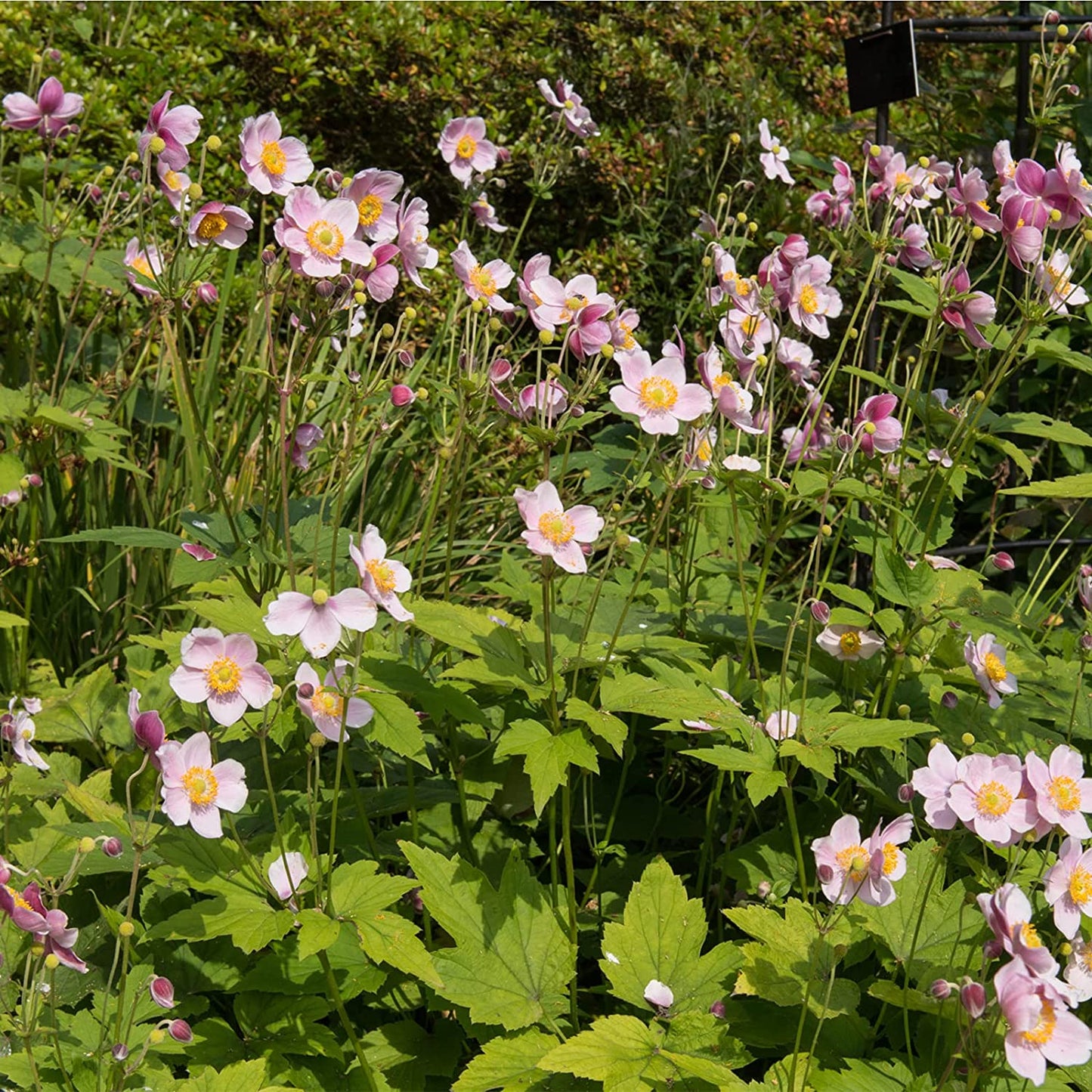 Anemone 'September Charm'| Japanese Anemone Plant|Fully Hardy Perennial | Pink Flowers|