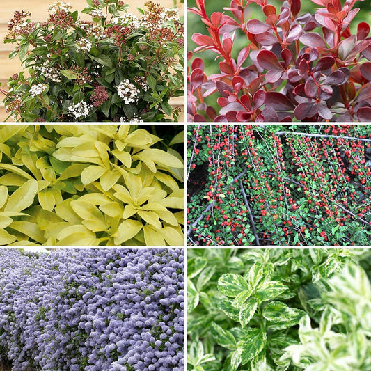 Evergreen Shrub collection - 6 varieties in 9cm pots