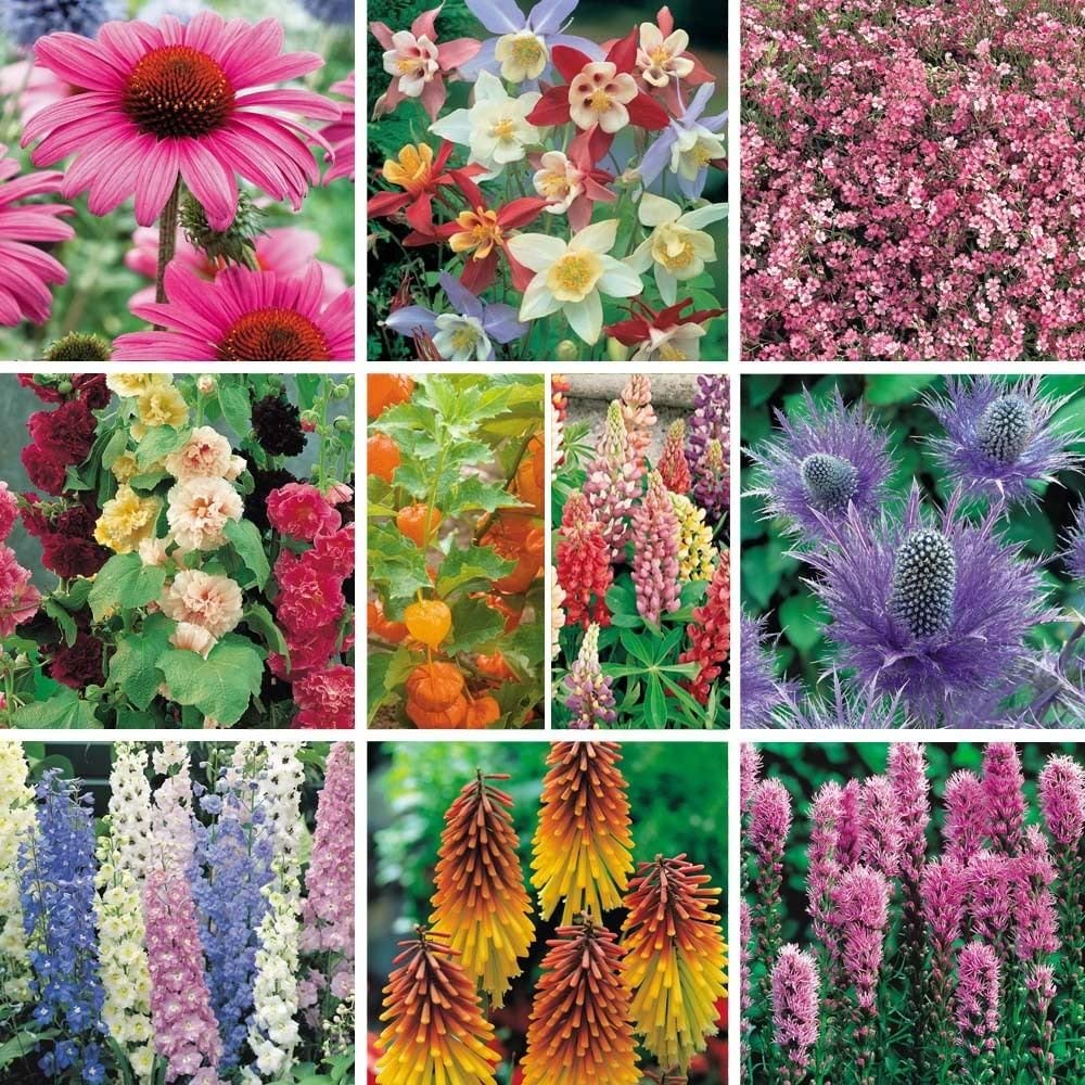 12 x 'Mixed Varieties' Garden Perennial Plug Plants Starter Pack