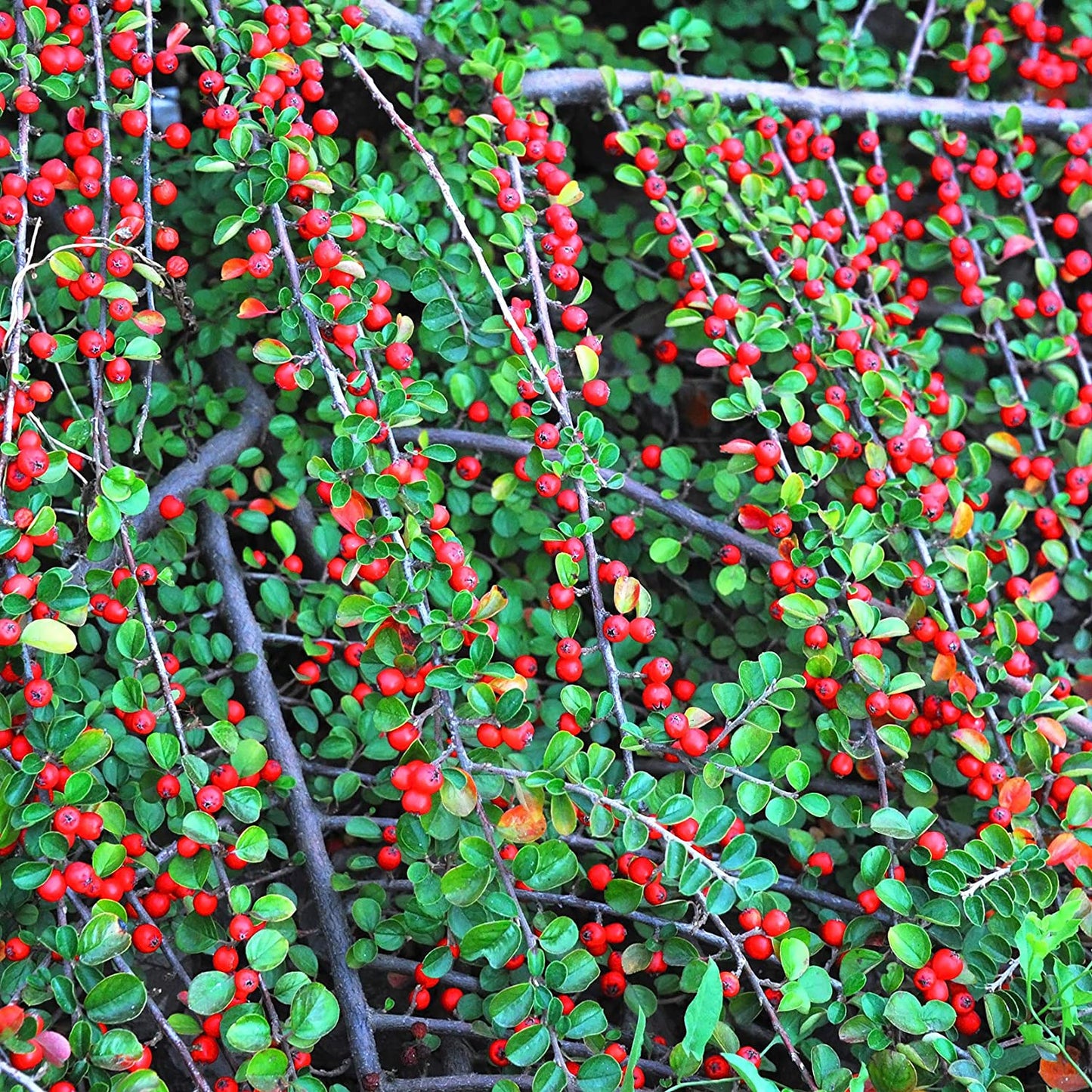 Evergreen Shrub collection - 6 varieties in 9cm pots