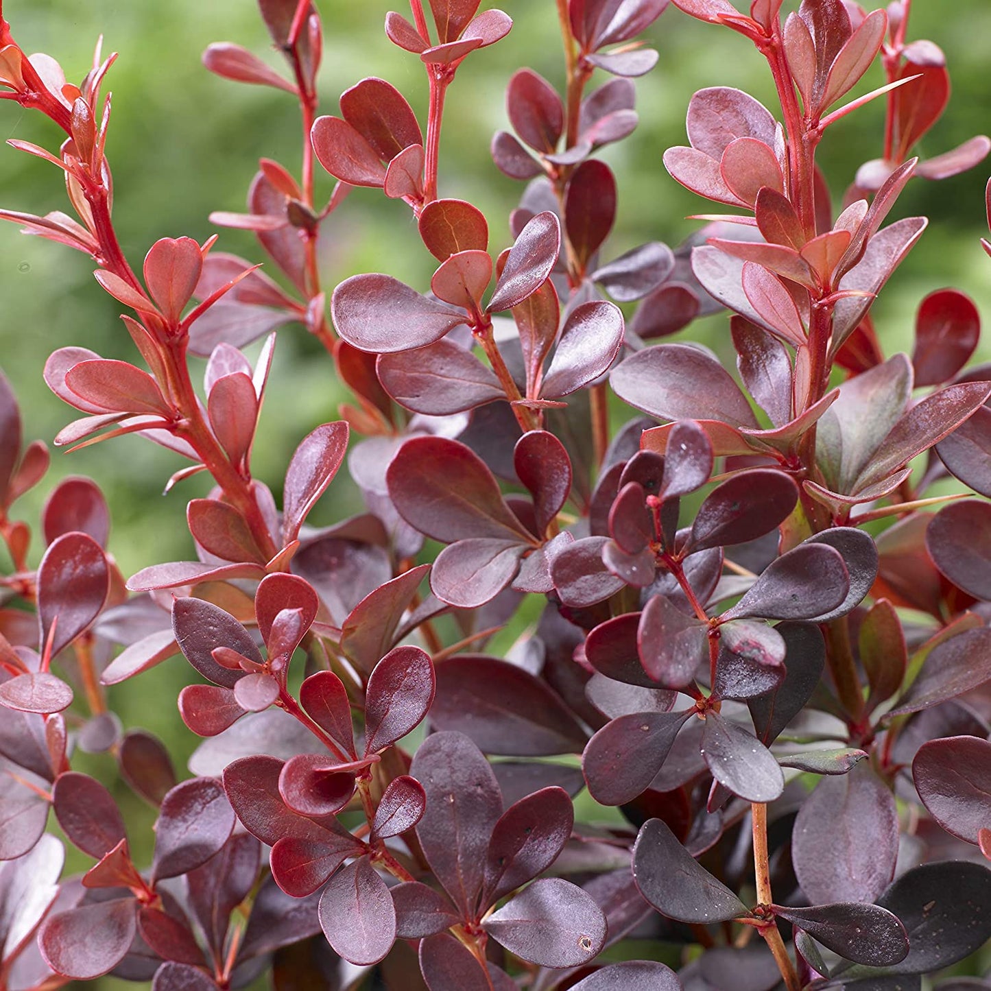 Evergreen Shrub collection - 6 varieties in 9cm pots