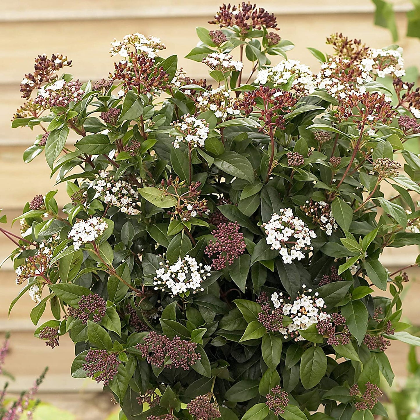 Evergreen Shrub collection - 6 varieties in 9cm pots