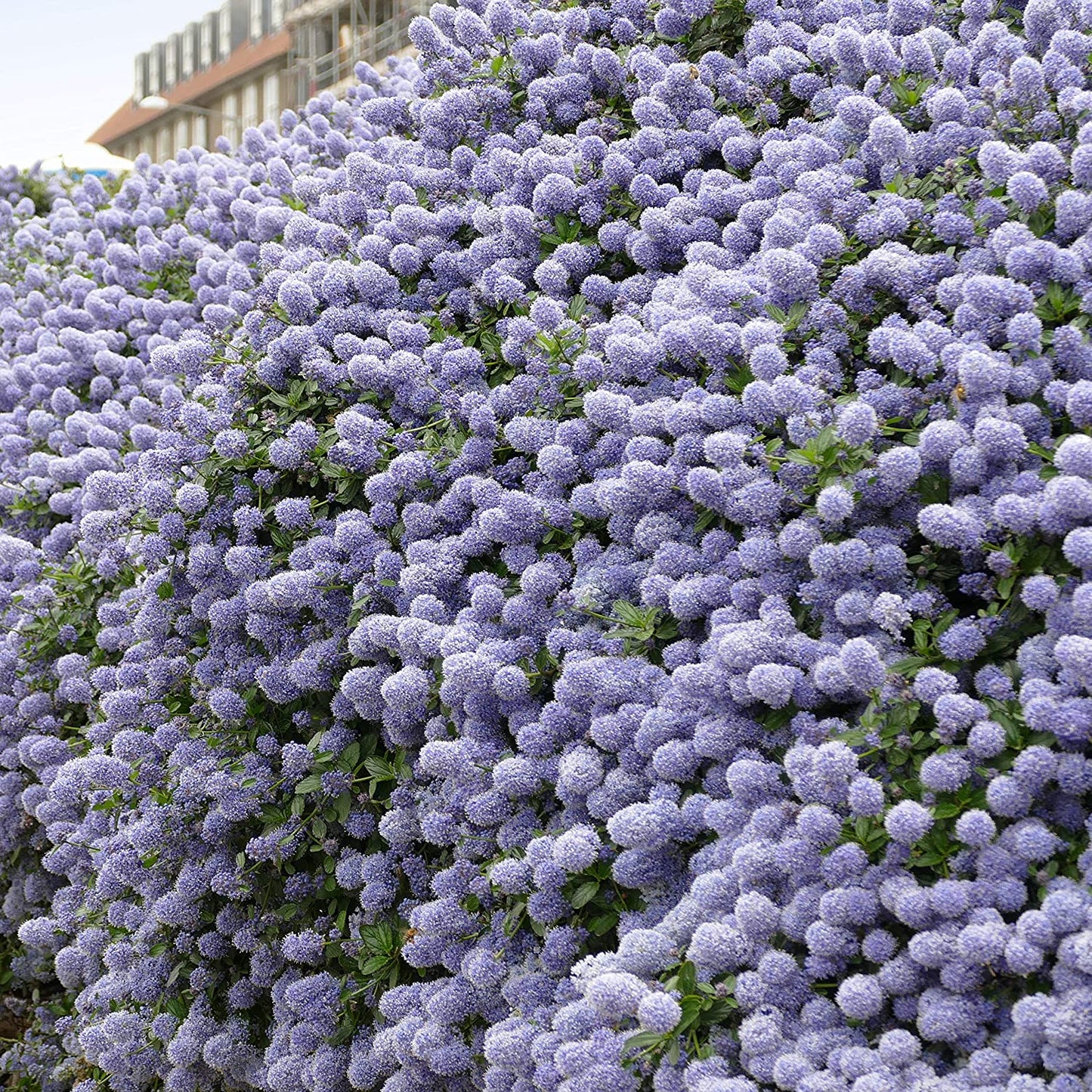 Evergreen Shrub collection - 6 varieties in 9cm pots