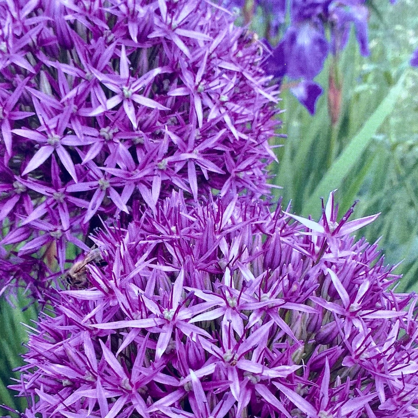 Allium Christophii